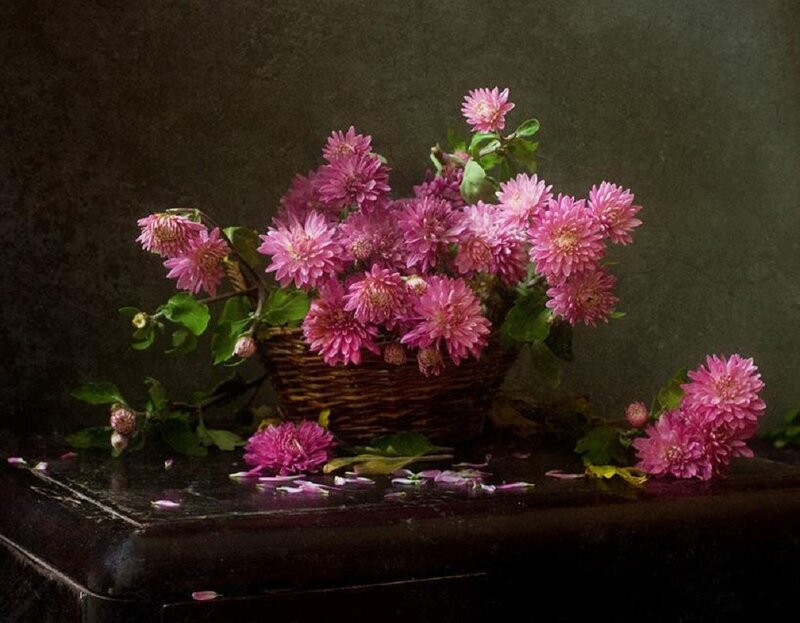 Pink Chrysanthemums in Basket — Calm, Photograph, Table
