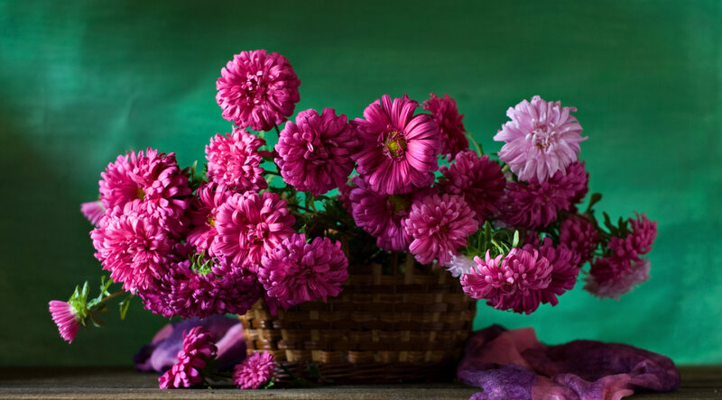 Pink Chrysanthemums in Basket — Calm, Photograph