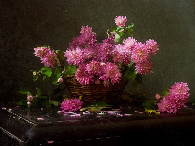 Pink Chrysanthemums in Basket — Dramatic, Photograph