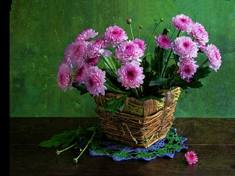 Pink Chrysanthemums in Basket — Green