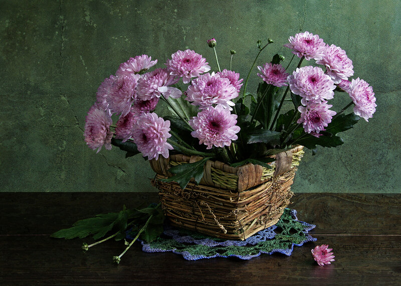 Pink Chrysanthemums in Basket — Purple
