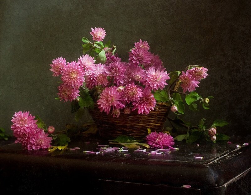 Pink Chrysanthemums in Basket — Still Life
