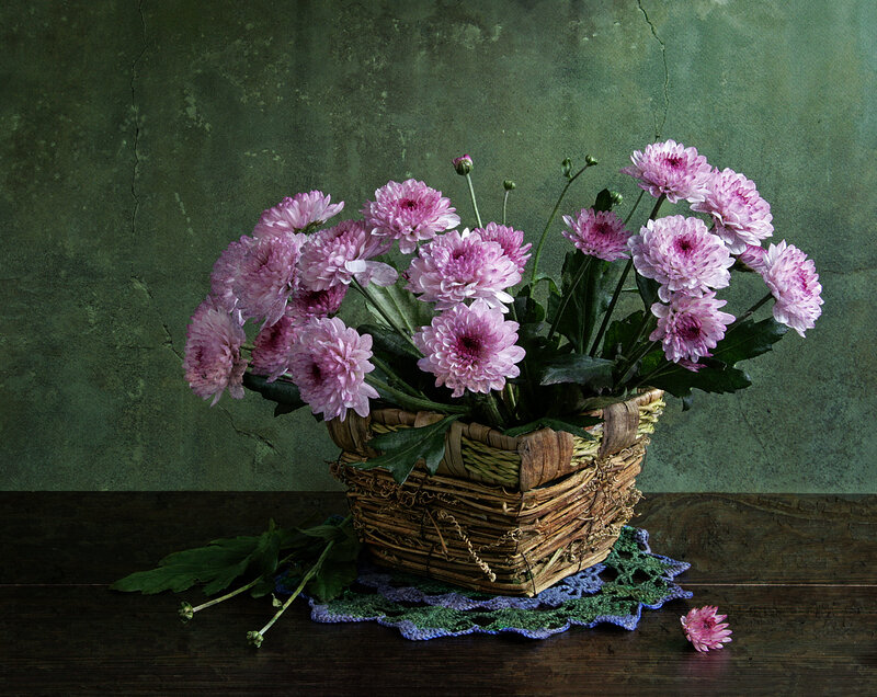 Pink Chrysanthemums in Basket