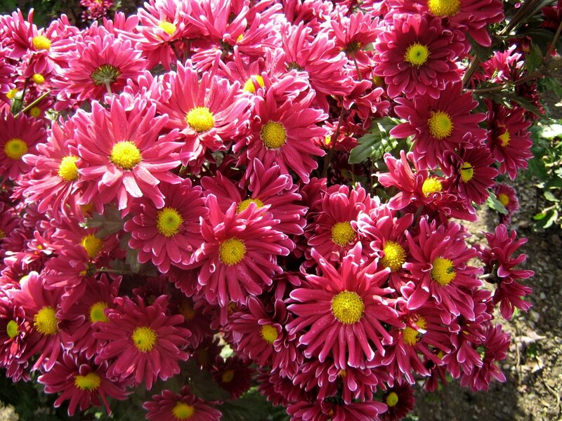Pink chrysanthemums in bloom