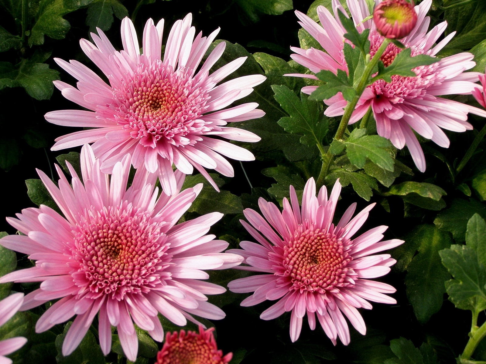 Pink chrysanthemums in bloom