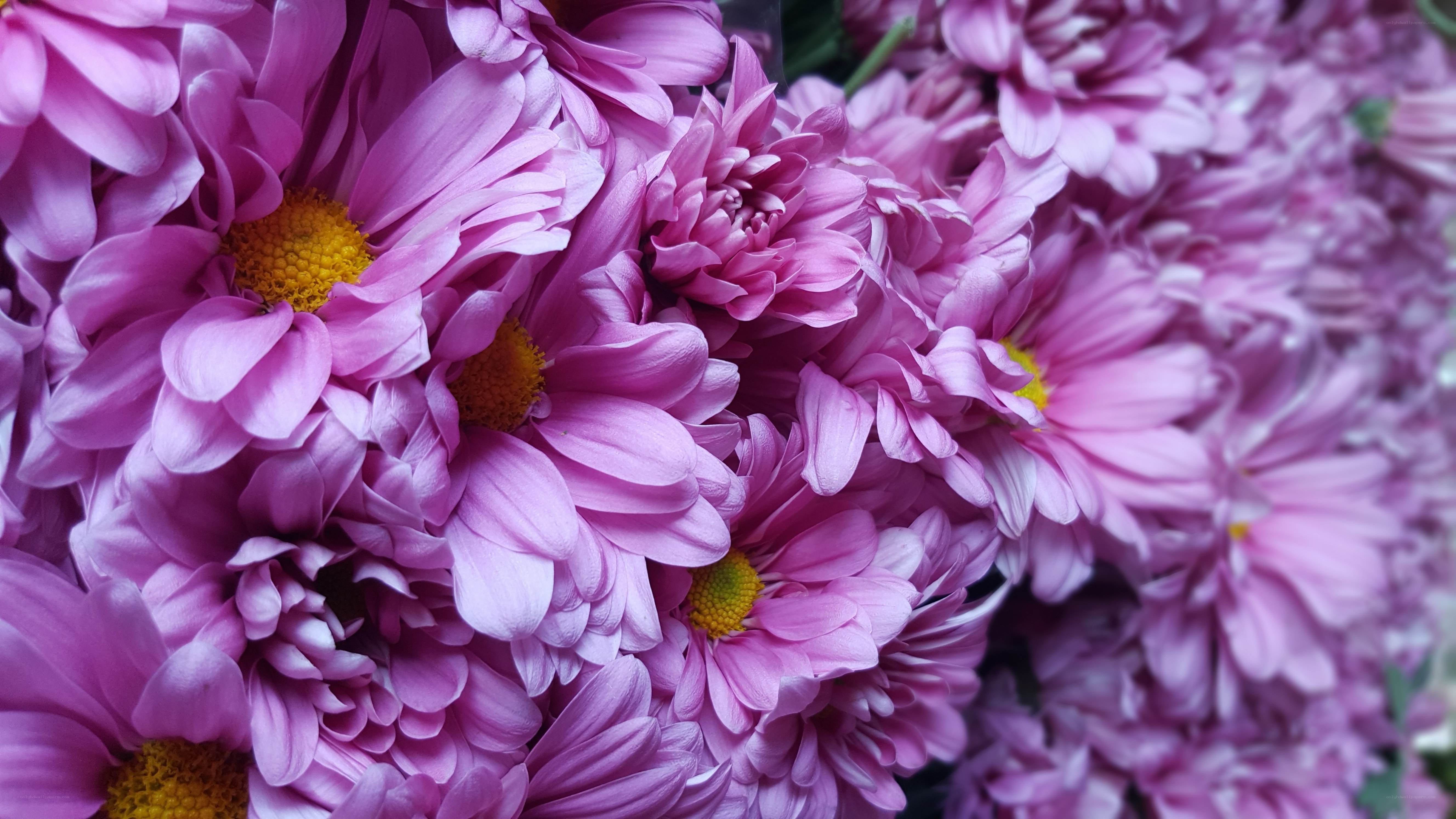 Pink chrysanthemums in bloom
