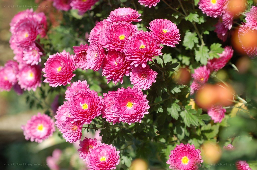 Pink chrysanthemums in bloom