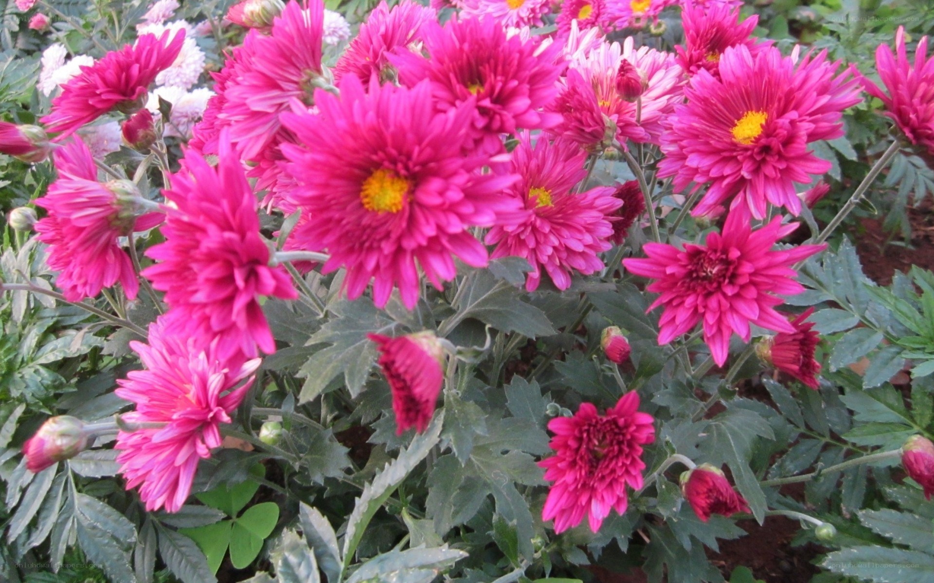 Pink chrysanthemums in bloom
