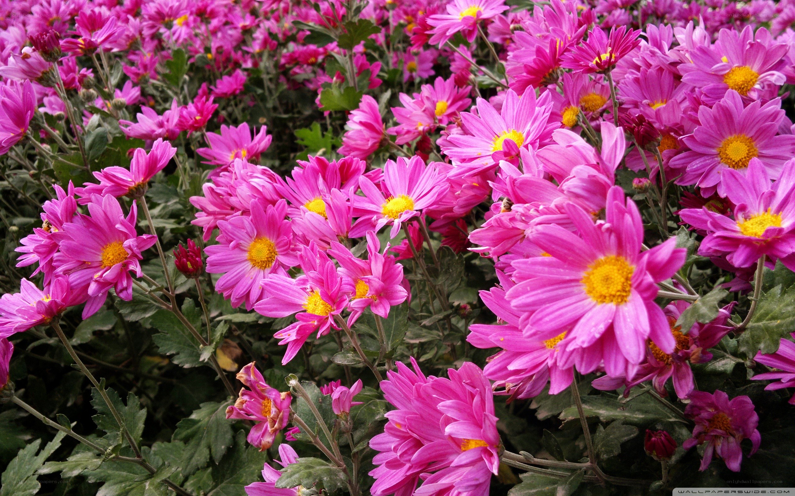 Pink chrysanthemums in bloom