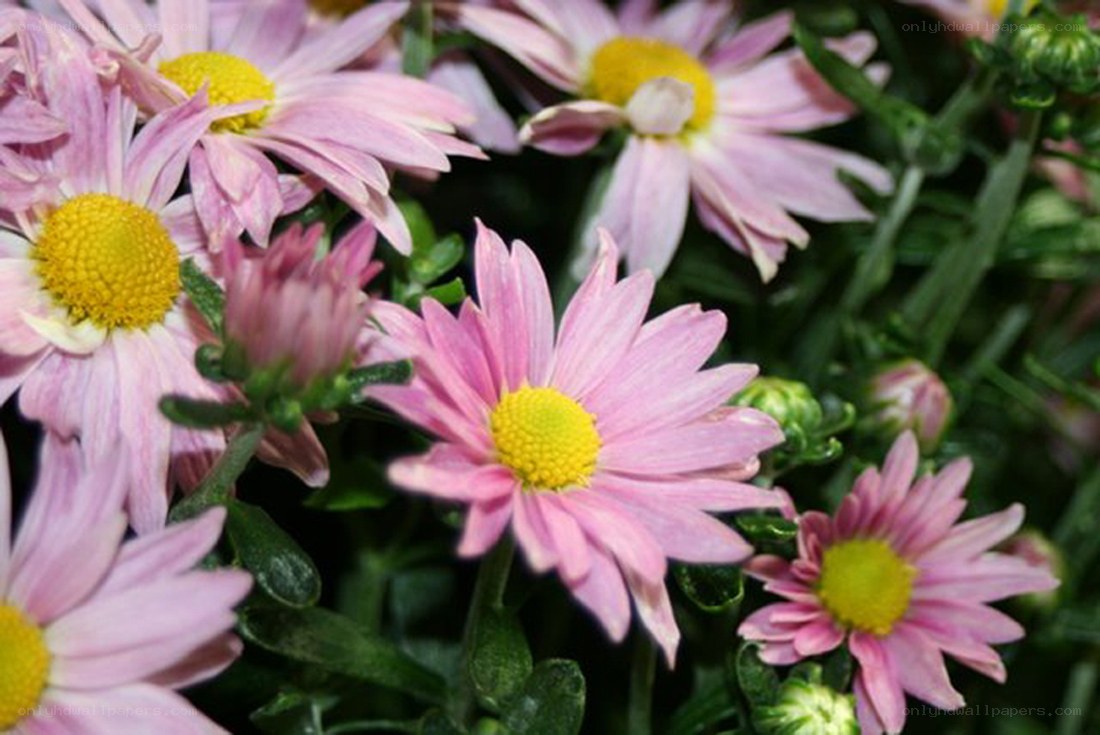 Pink chrysanthemums in bloom