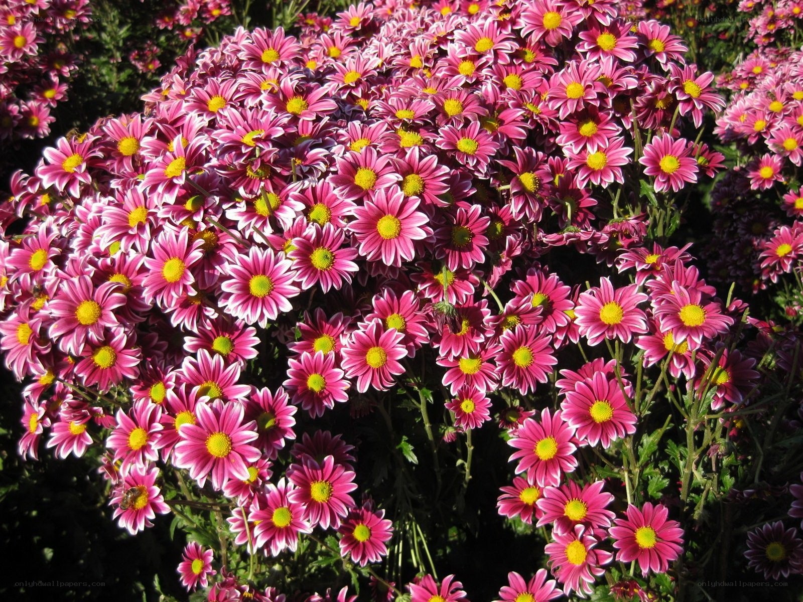 Pink chrysanthemums in bloom