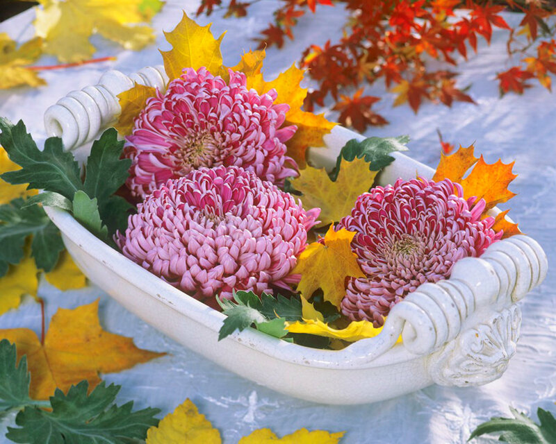 Pink Chrysanthemums in Bowl — Serene