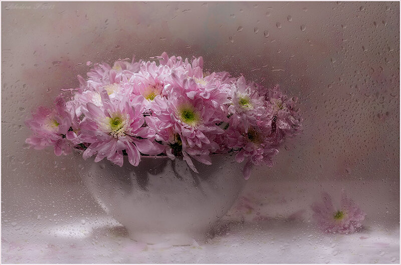 Pink Chrysanthemums in Bowl