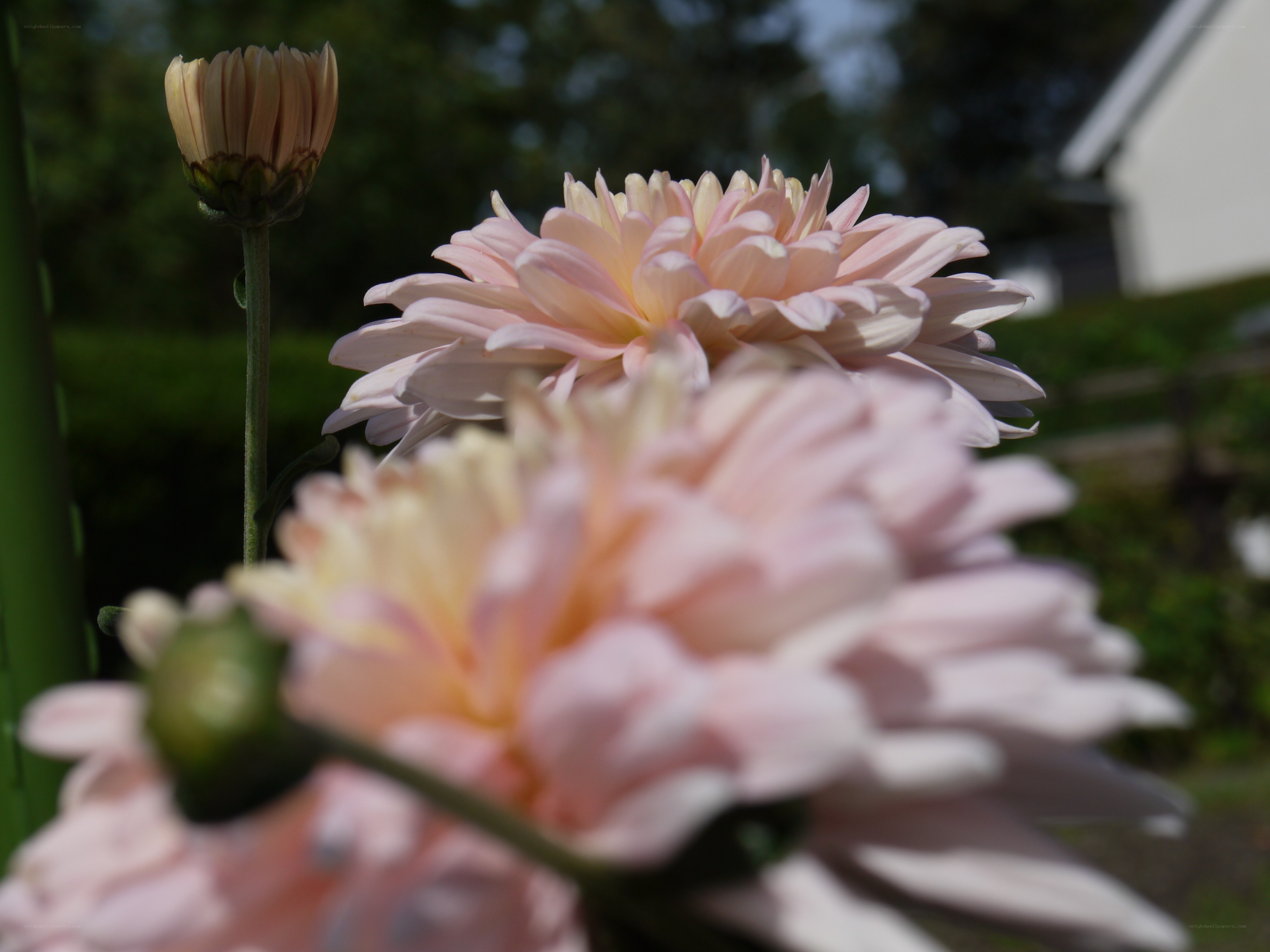 Pink chrysanthemums in garden