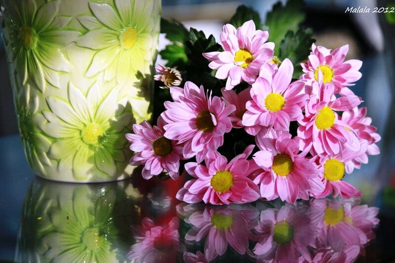 Pink Chrysanthemums in Vase — Calm, Photograph