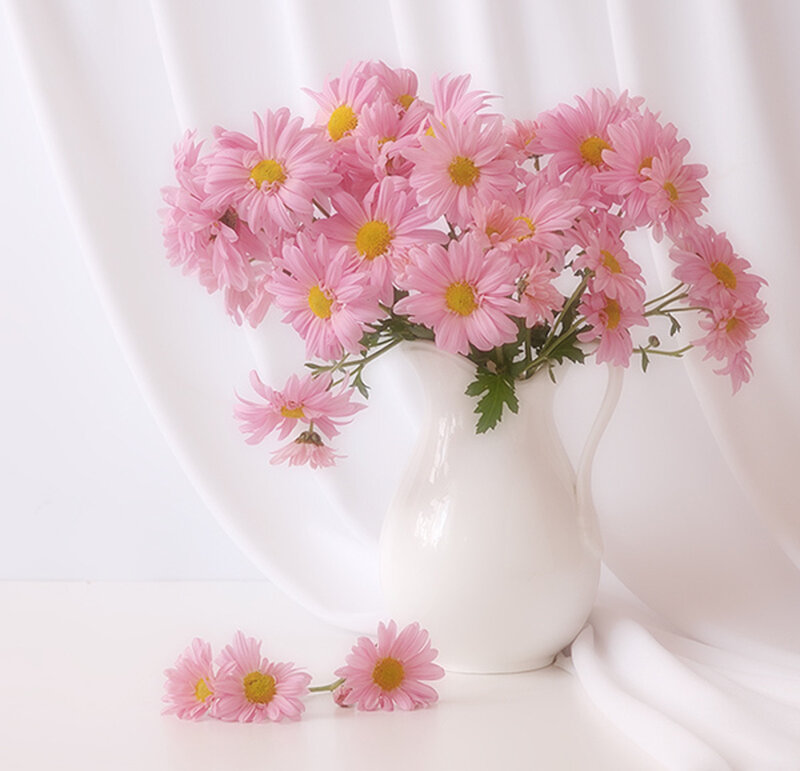 Pink Chrysanthemums in Vase — Serene, Photograph, Curtain