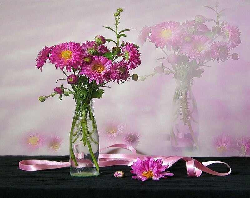 Pink Chrysanthemums in Vase — Serene, Photograph, Ribbon