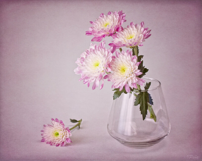 Pink Chrysanthemums in Vase — Serene