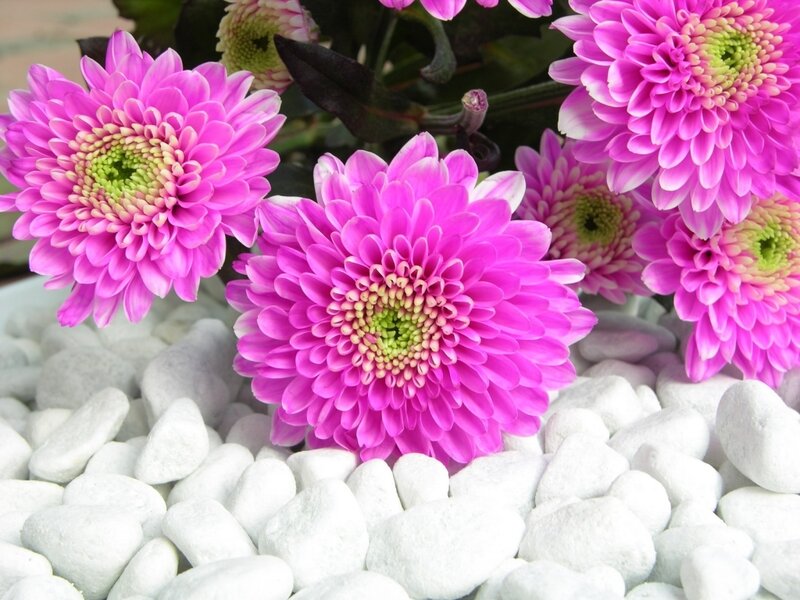 Pink chrysanthemums on white pebbles