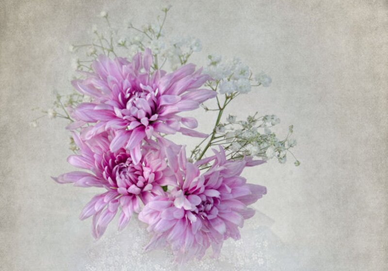 Pink Chrysanthemums — Purple