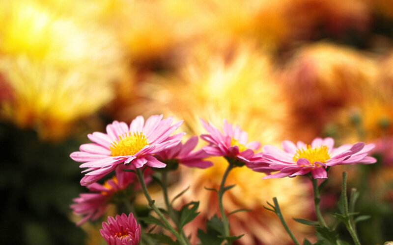 Pink Chrysanthemums — Serene