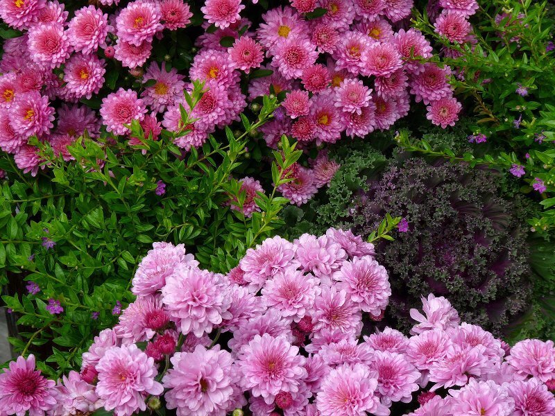 Pink Chrysanthemums
