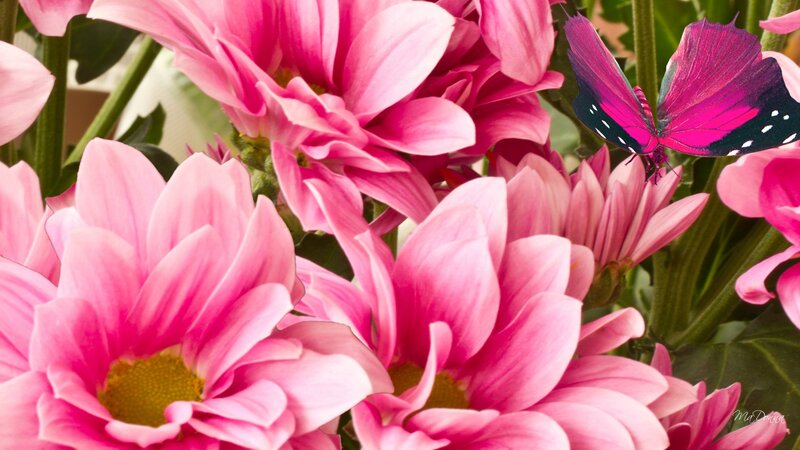 Pink Chrysanthemums with Butterfly