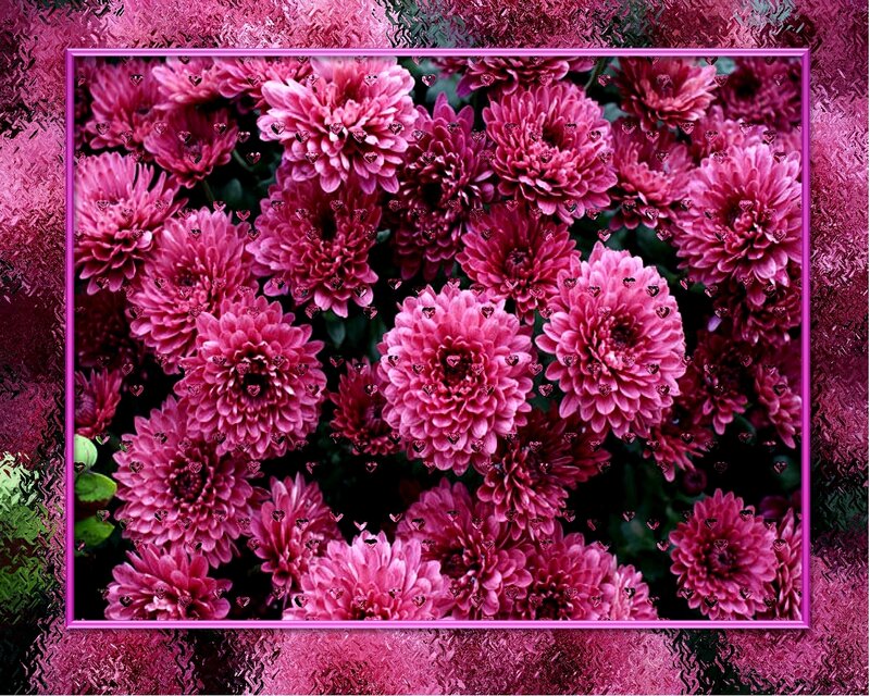 Pink chrysanthemums with hearts