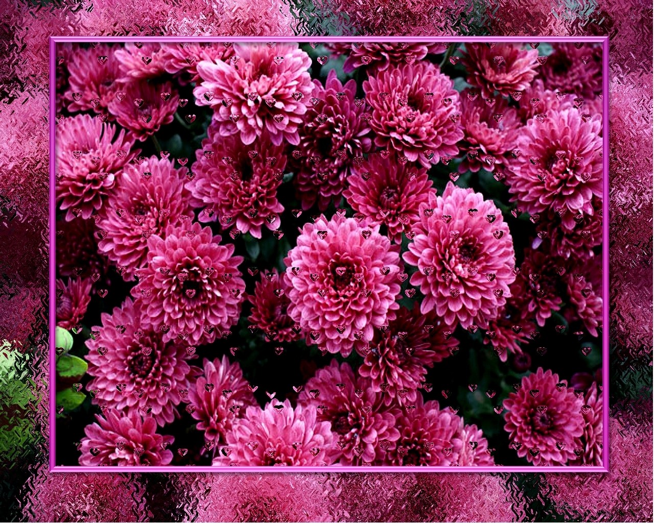 Pink chrysanthemums with hearts