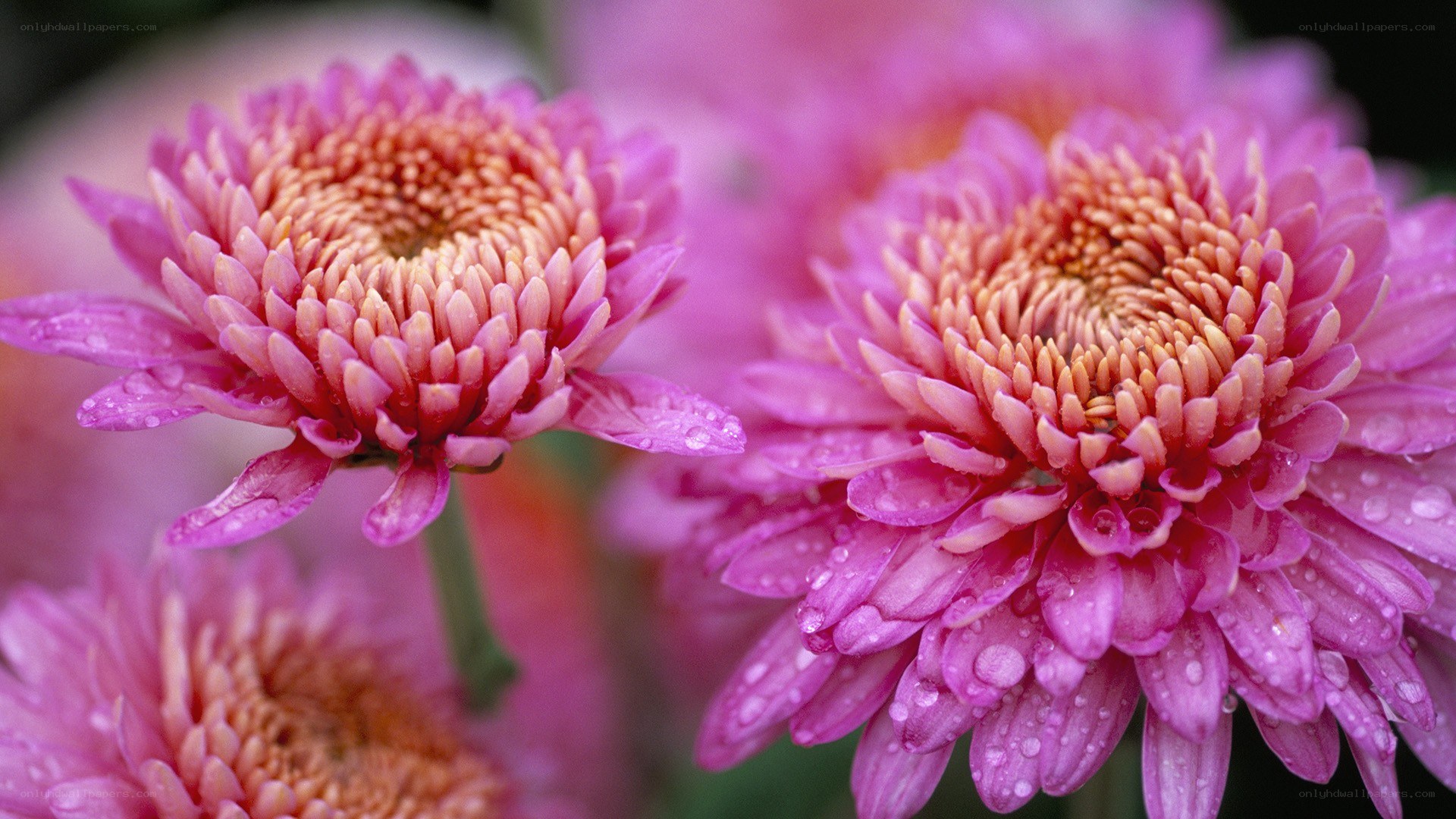 Pink chrysanthemums with water droplets