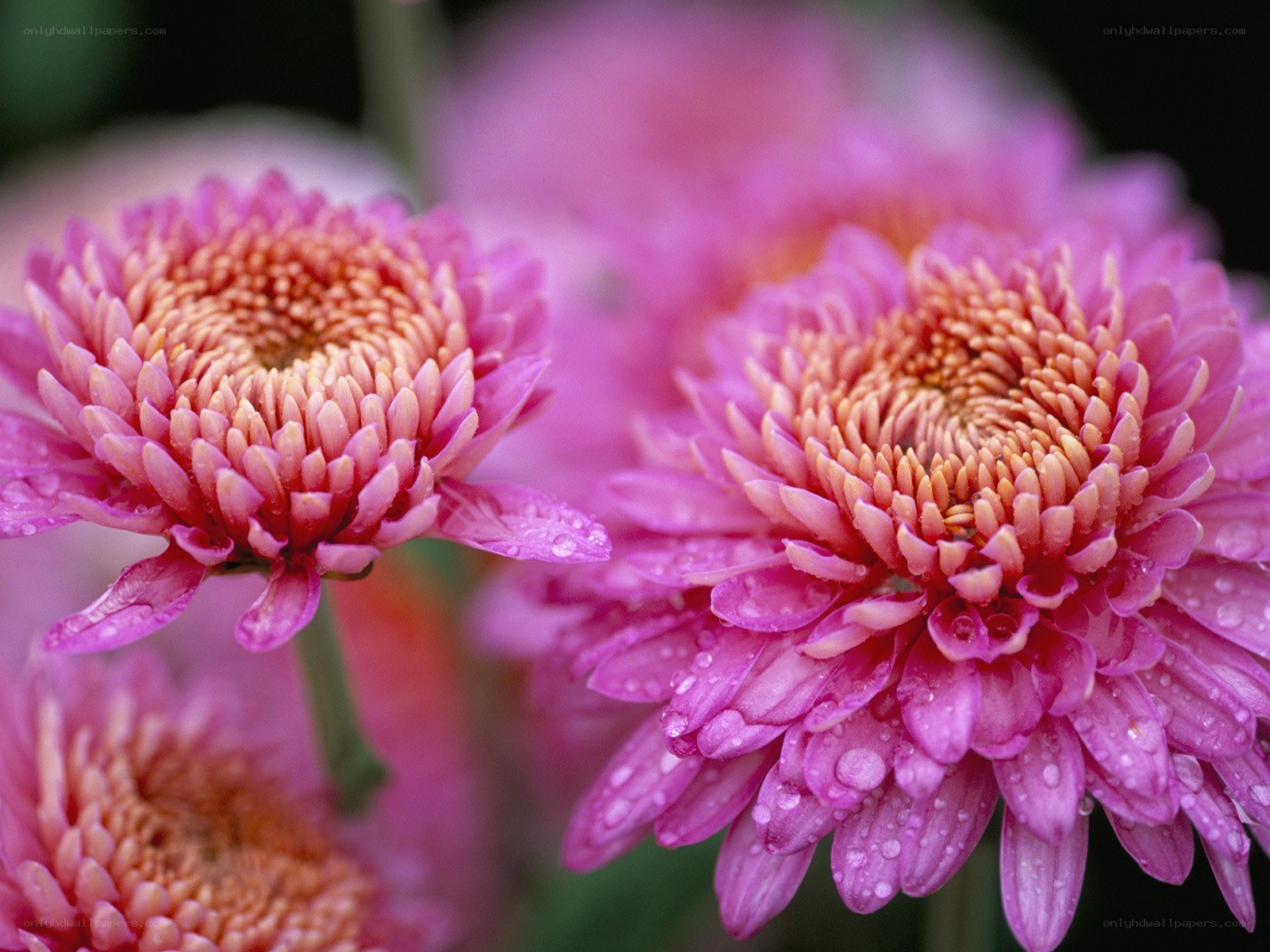 Pink chrysanthemums with water droplets