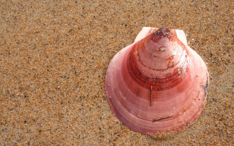 Pink clam shell on sand
