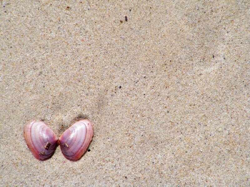 Pink Clam Shells