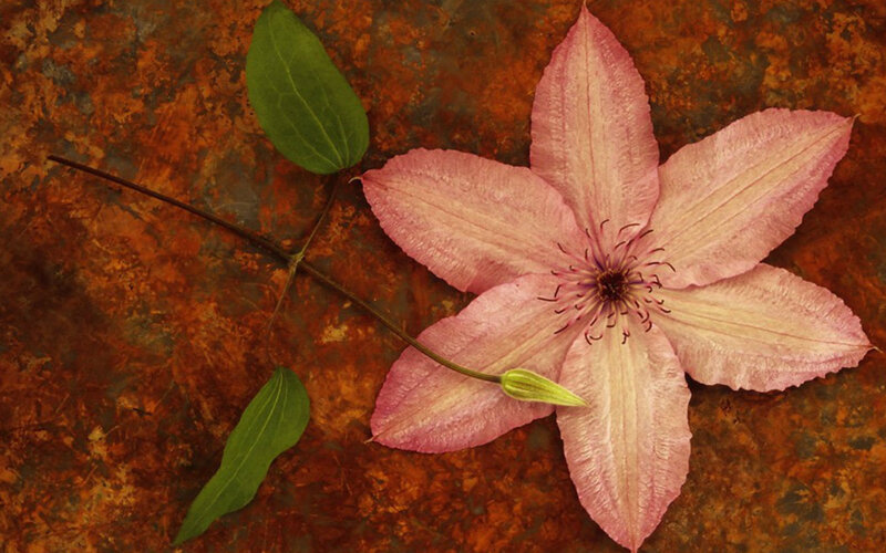 Pink Clematis Flower — Calm, Photograph, Leaf
