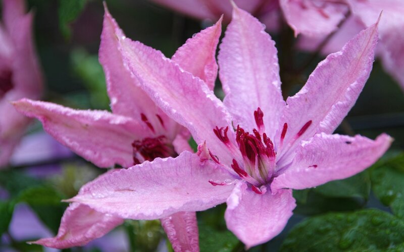 Pink Clematis Flower — Calm, Photograph, Petals