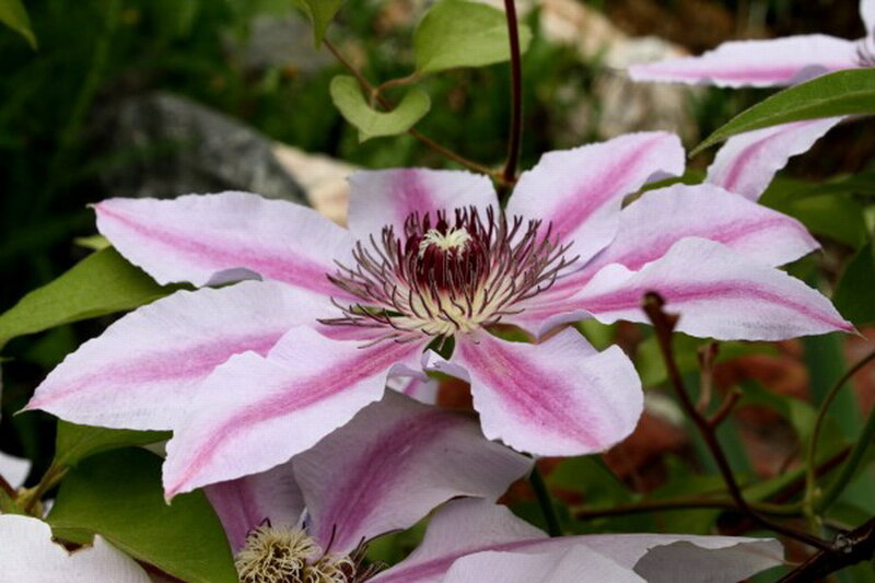 Pink Clematis Flower — Calm, Spring