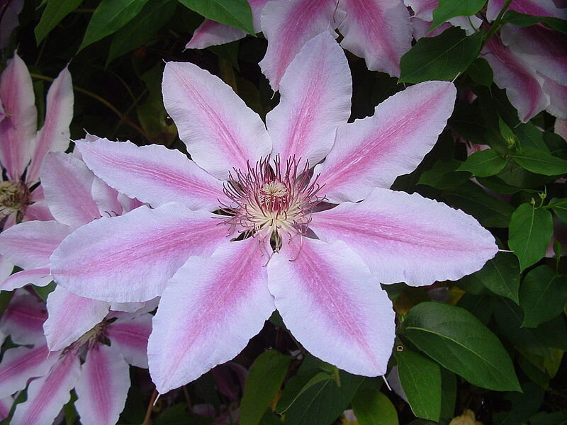 Pink Clematis Flower — Calm