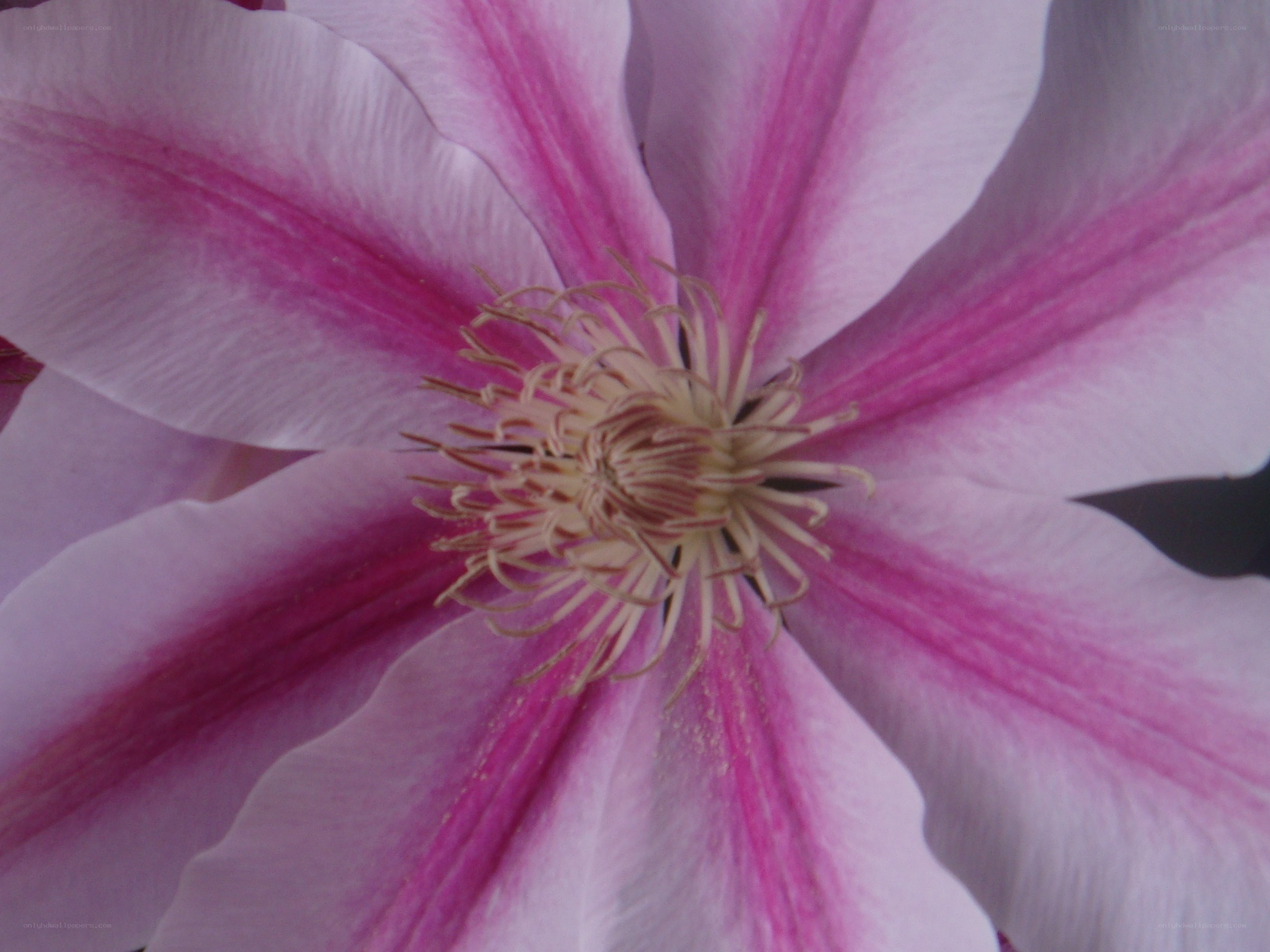 pink clematis flower close-up