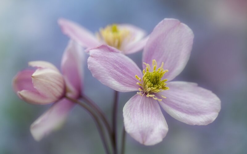 Pink clematis flower close-up