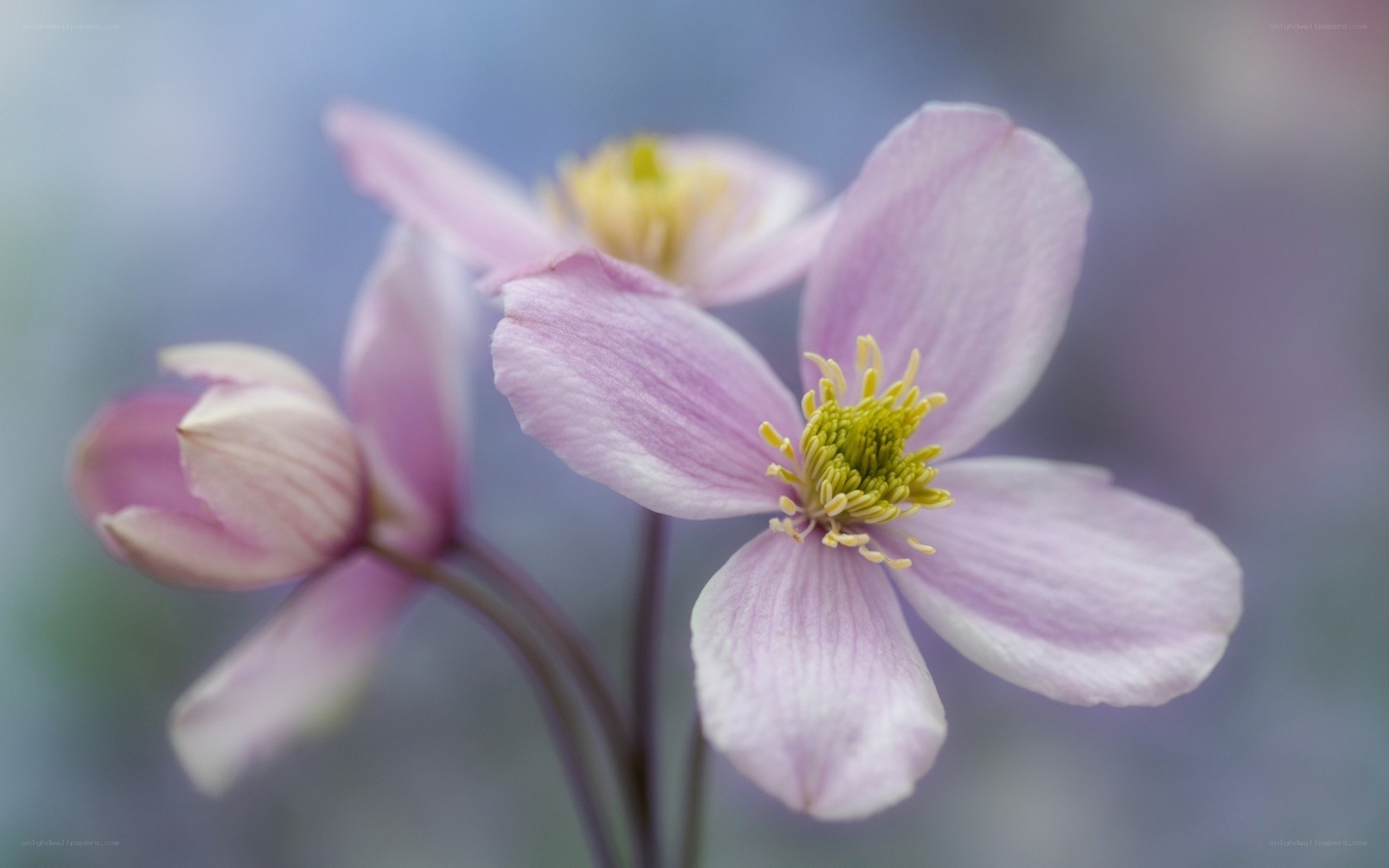 Pink clematis flower close-up