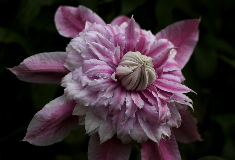 Pink Clematis Flower — Dramatic