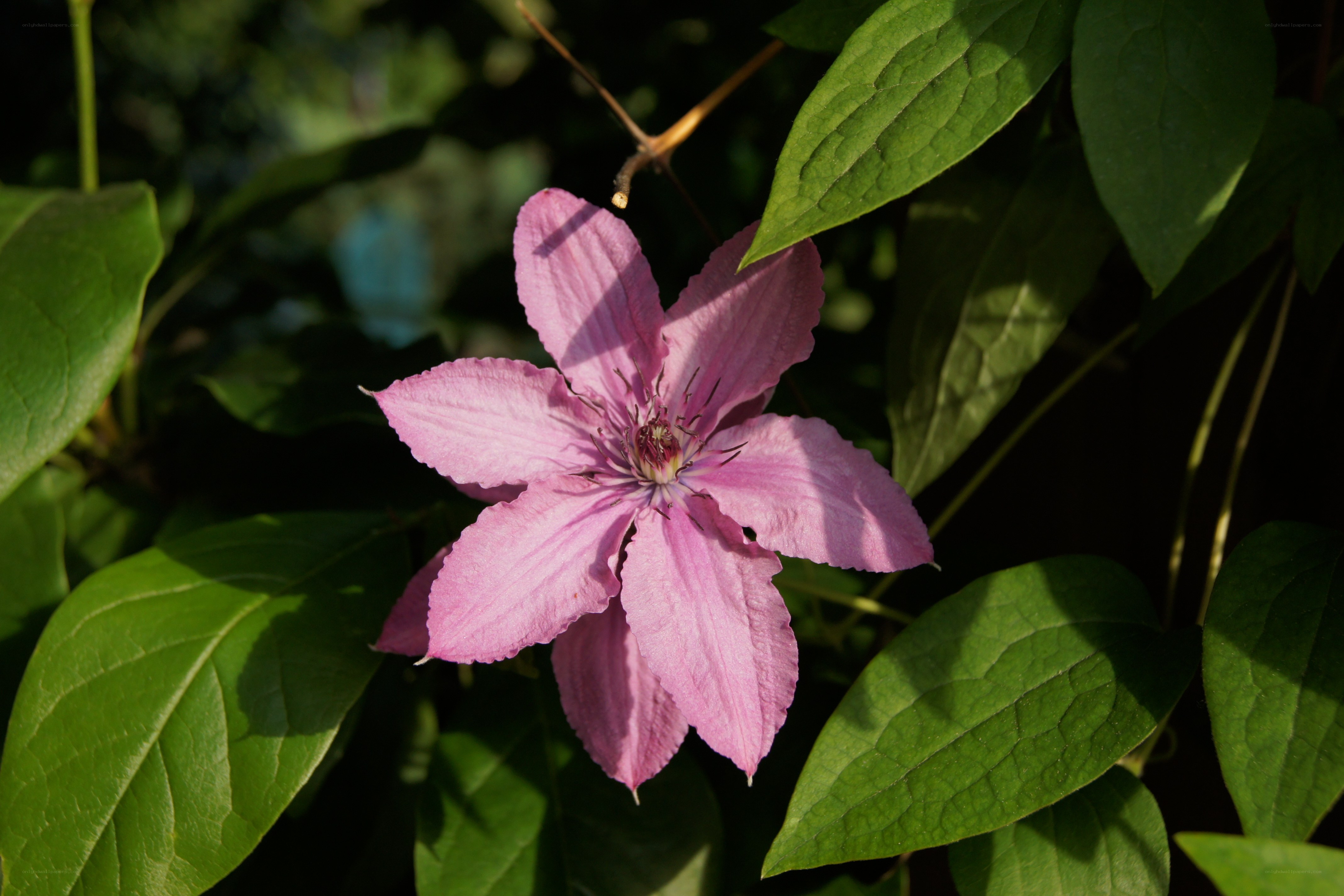 pink clematis flower in sunlight