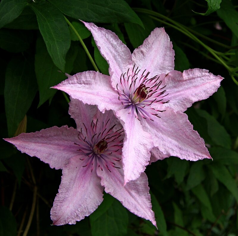 Pink Clematis Flower — Natural, Photograph