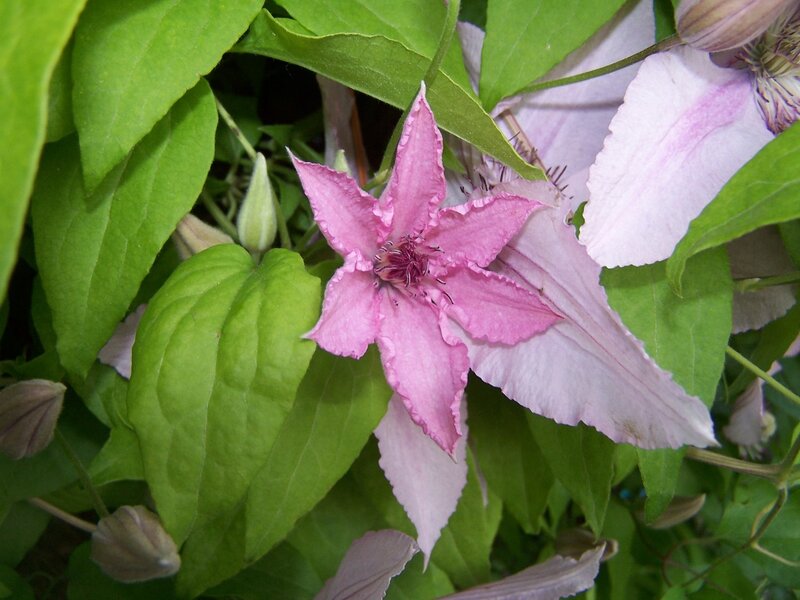 Pink Clematis Flower — Natural