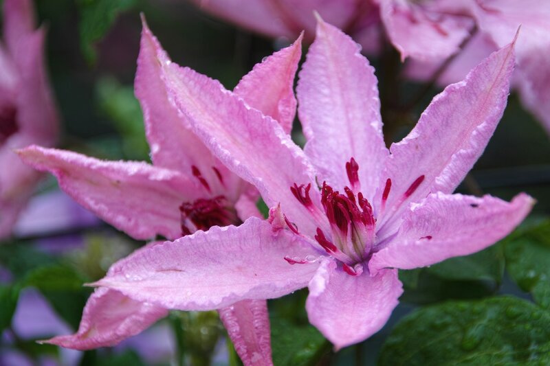 Pink Clematis Flower — Serene