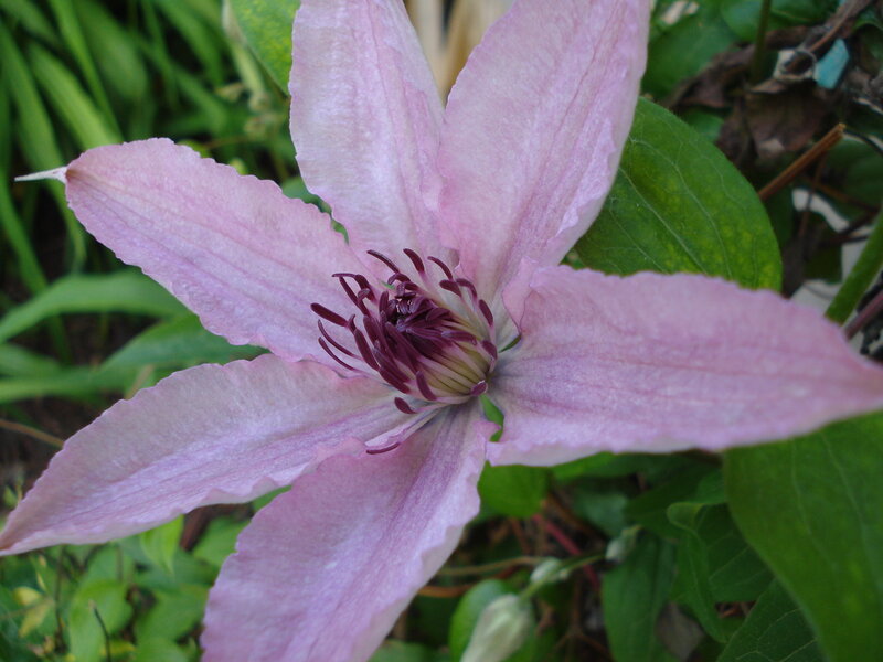 pink clematis flower