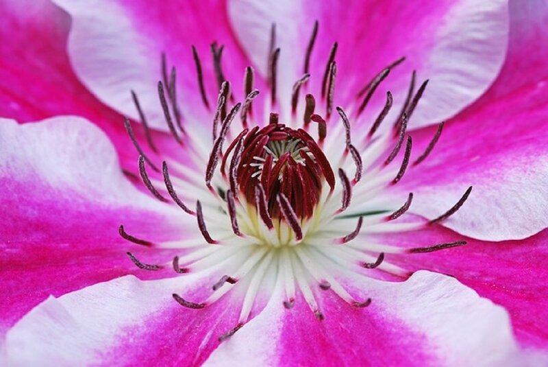 Pink Clematis Flower — Vibrant