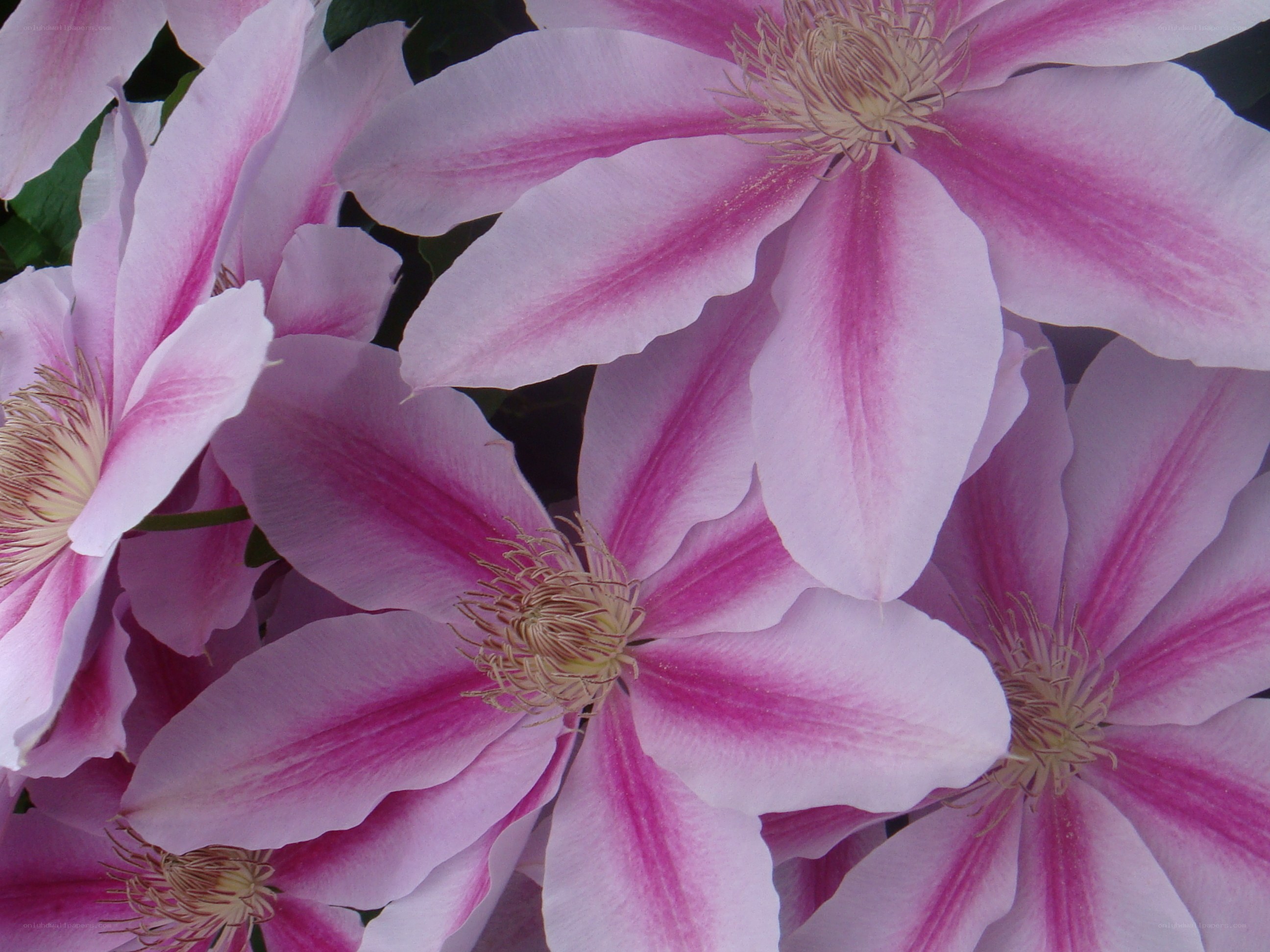 Pink clematis flowers