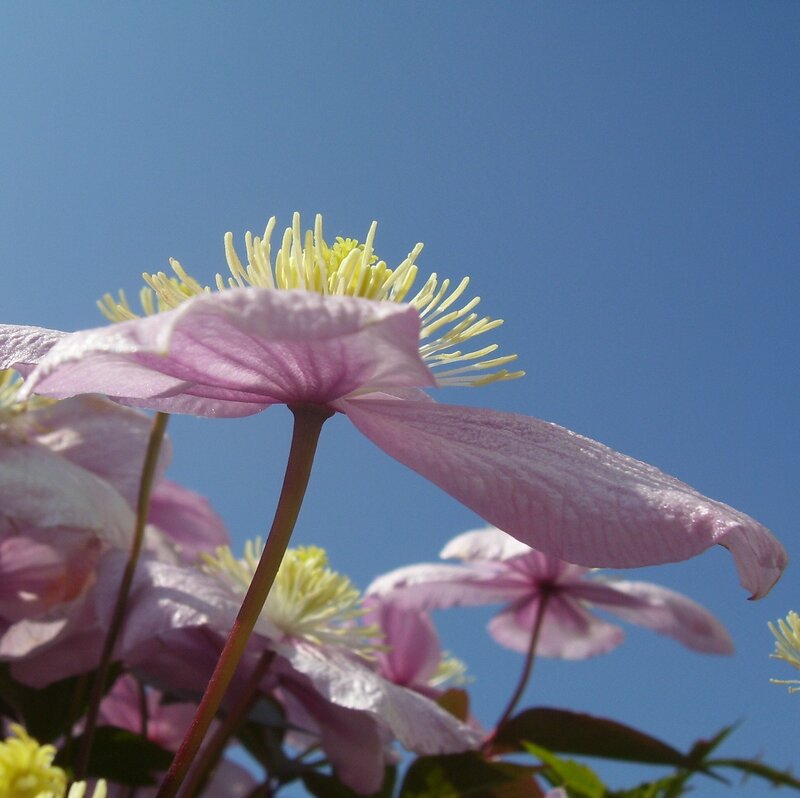 Pink clematis flowers against blue sky