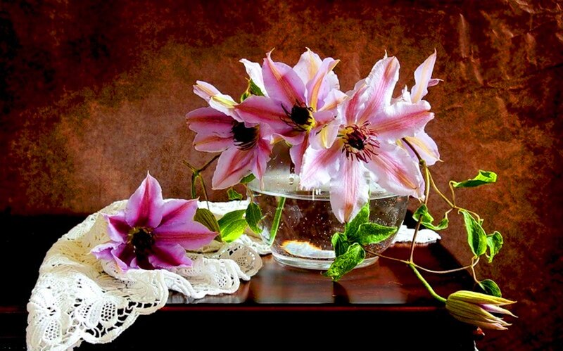 Pink Clematis Flowers — Brown